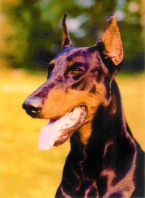 Castor v. Fischbechi | Black Doberman Pinscher