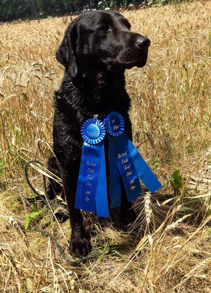 Johnson's Jet | Black Labrador Retriver