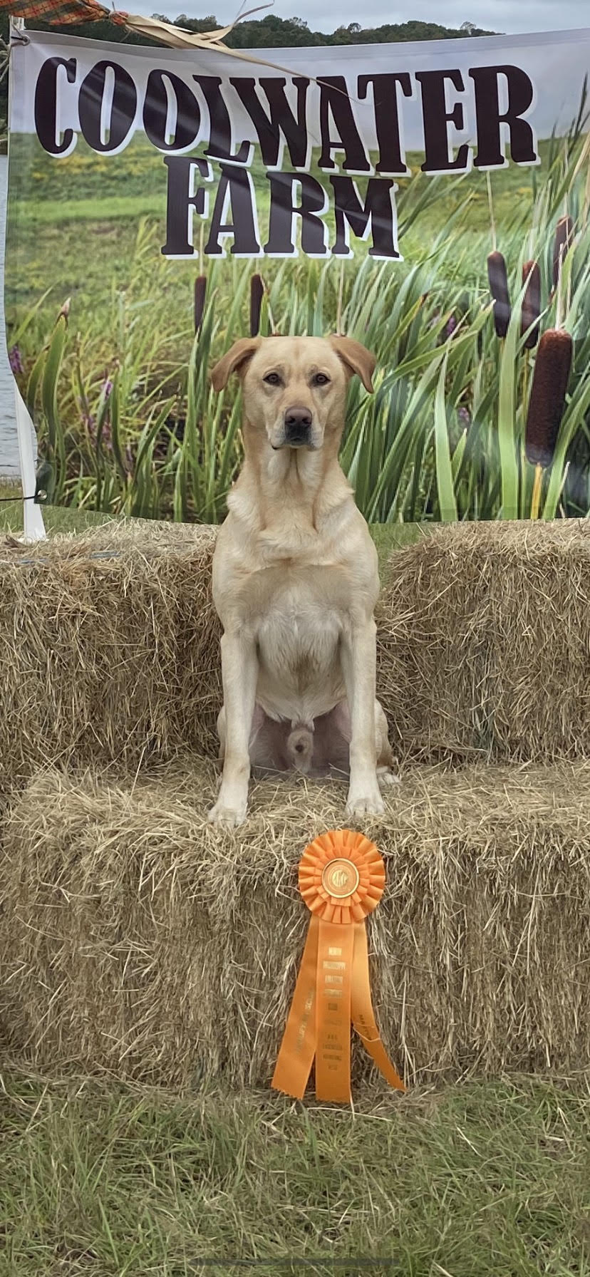 HR Crane's Chief of the Delta MH | Yellow Labrador Retriver