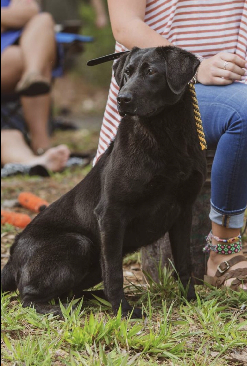 HR P&M-Fowlmaster’s Trigger Nab Gabby | Black Labrador Retriver