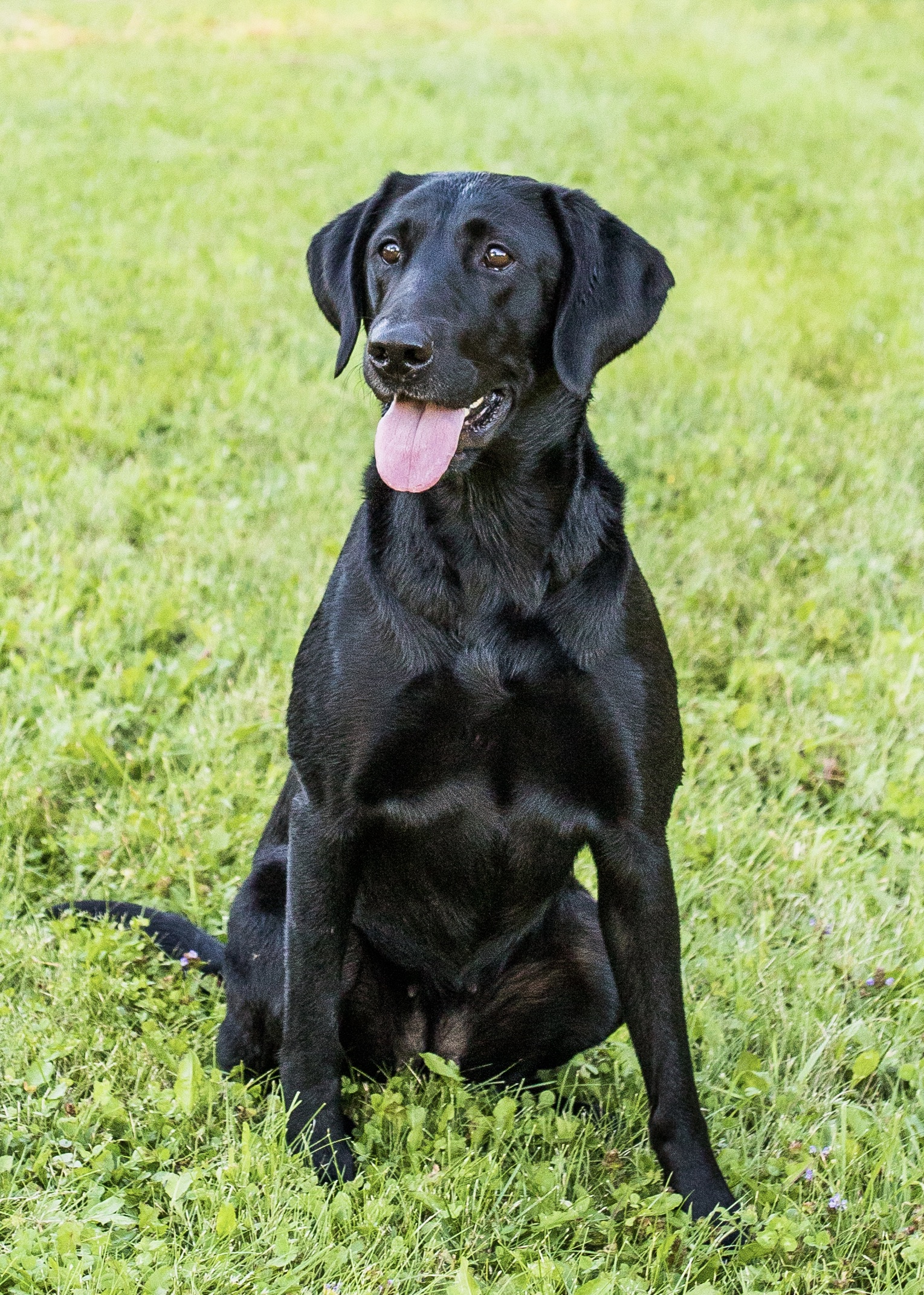 Casco Bay’s Crown Jewel QA2 | Black Labrador Retriver