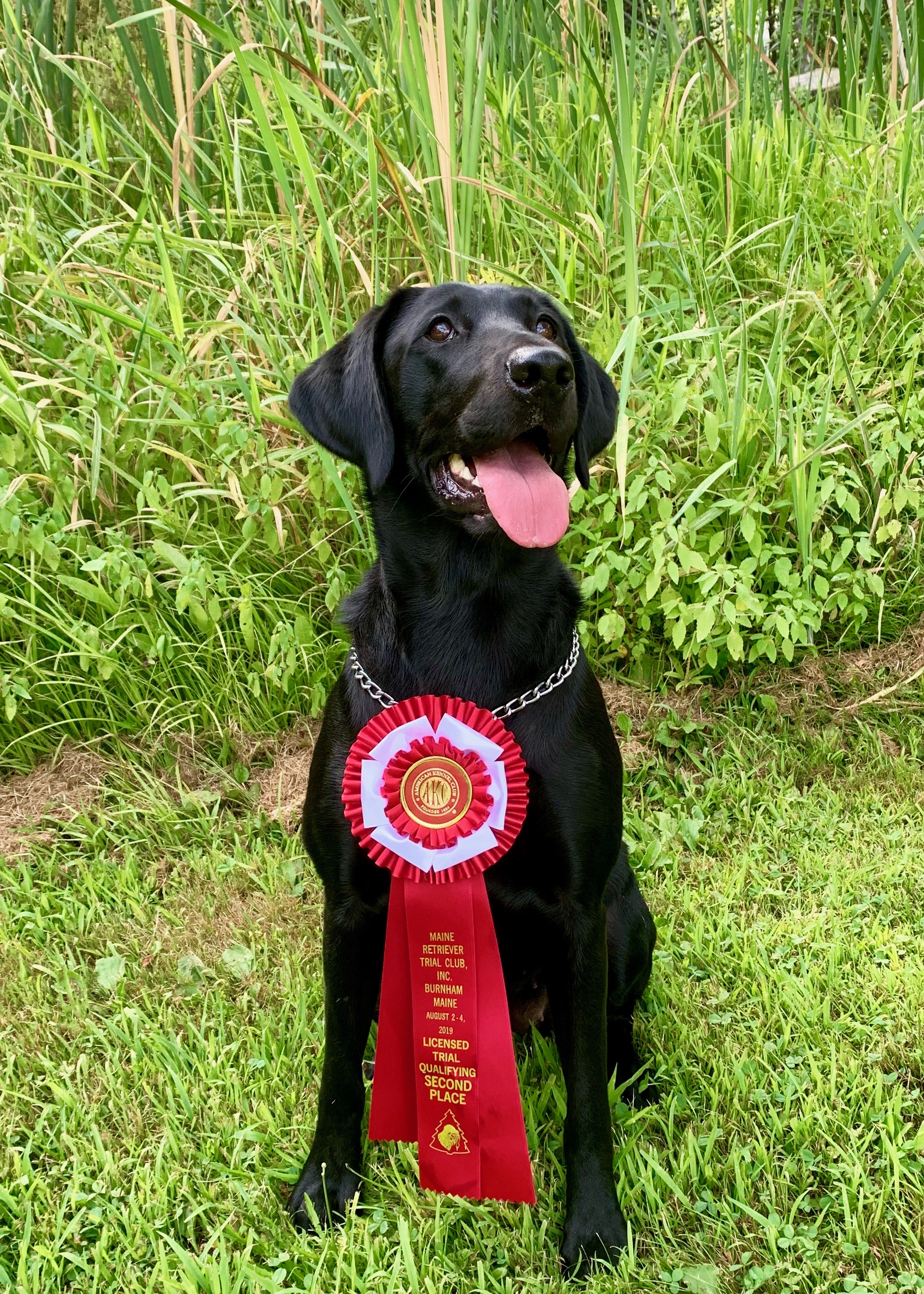 Casco Bay’s Crown Jewel QA2 | Black Labrador Retriver