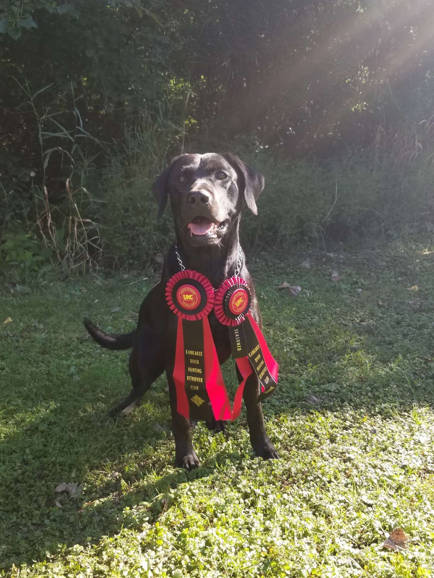 Hot Corner's Throwin The Heat | Black Labrador Retriver