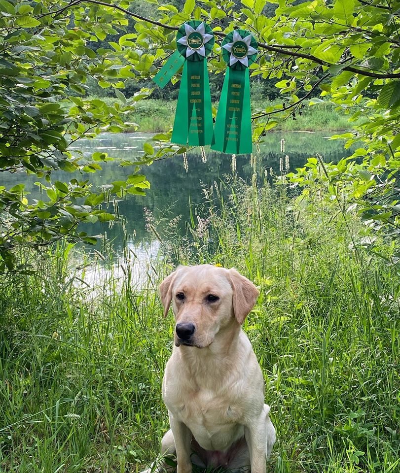 CPR HR Kesha Sky Of Ash River | Yellow Labrador Retriver