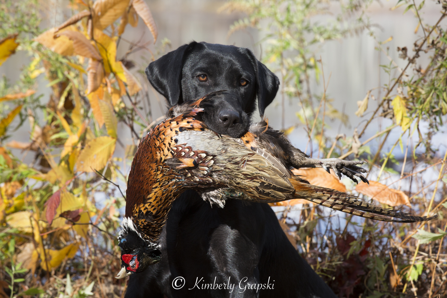 Windem Kennels Green Winged Teal | Black Labrador Retriver