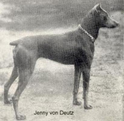 Jenny v. Deutz | Blue Doberman Pinscher