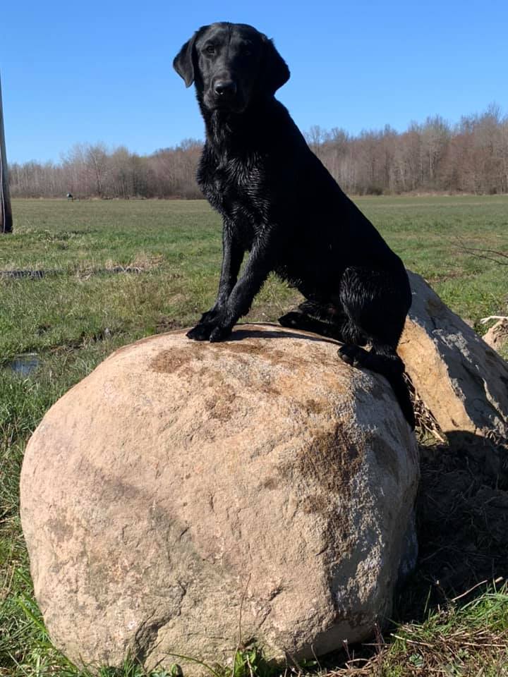 Muddybay's Set  High On A Rock | Black Labrador Retriver