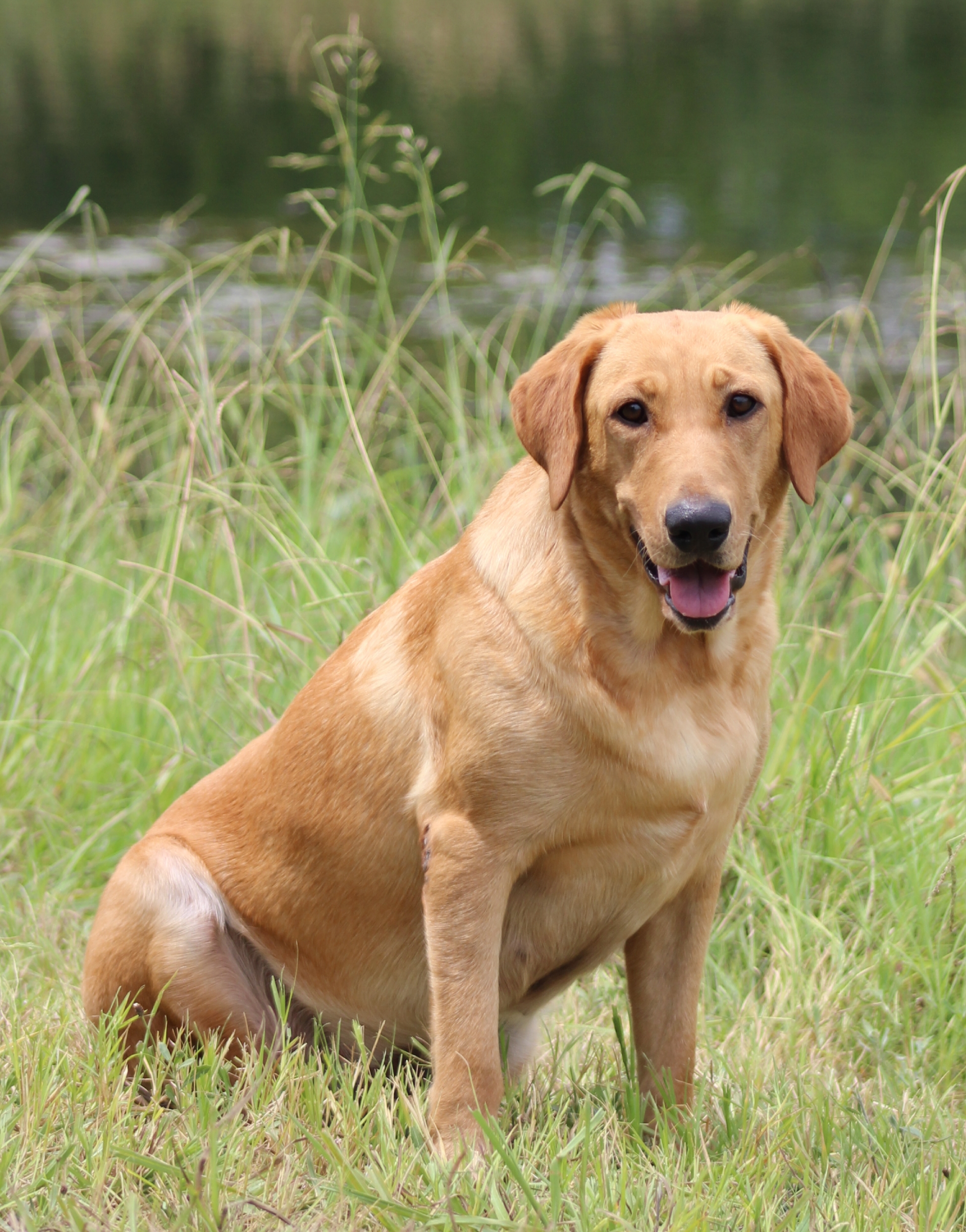 HRCH Dixieland's Annie Okie SH | Yellow Labrador Retriver