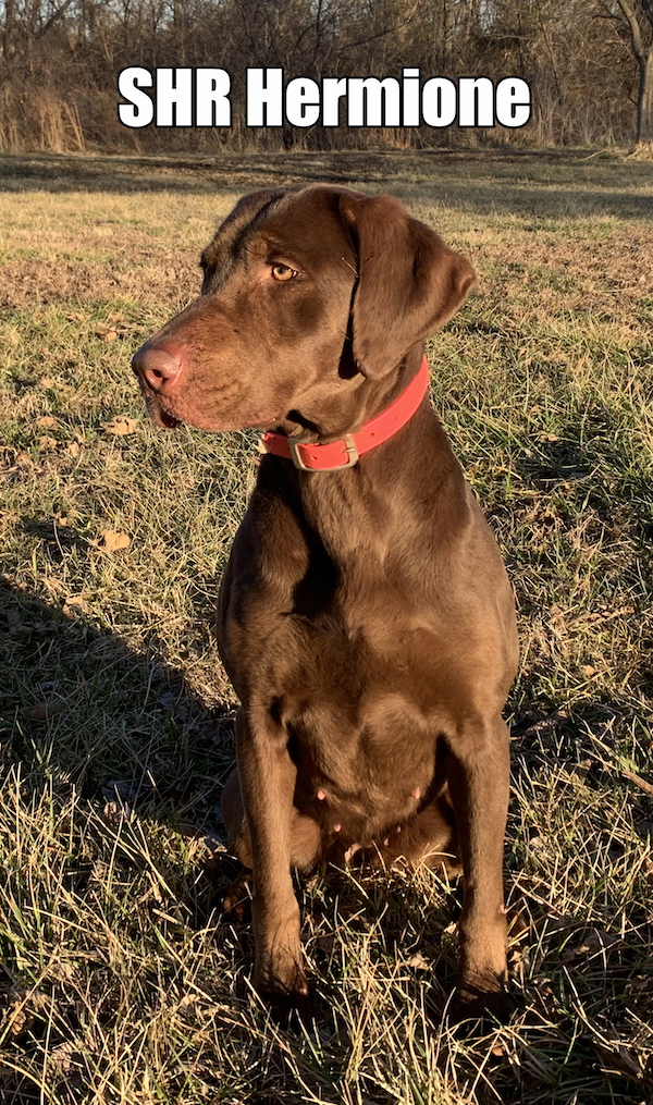 SHR  3 Ring Princess Of Hermes JH | Chocolate Labrador Retriver