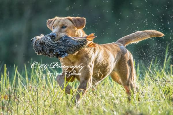 GMPR HR Semko's Queen Of The North WC | Yellow Labrador Retriver