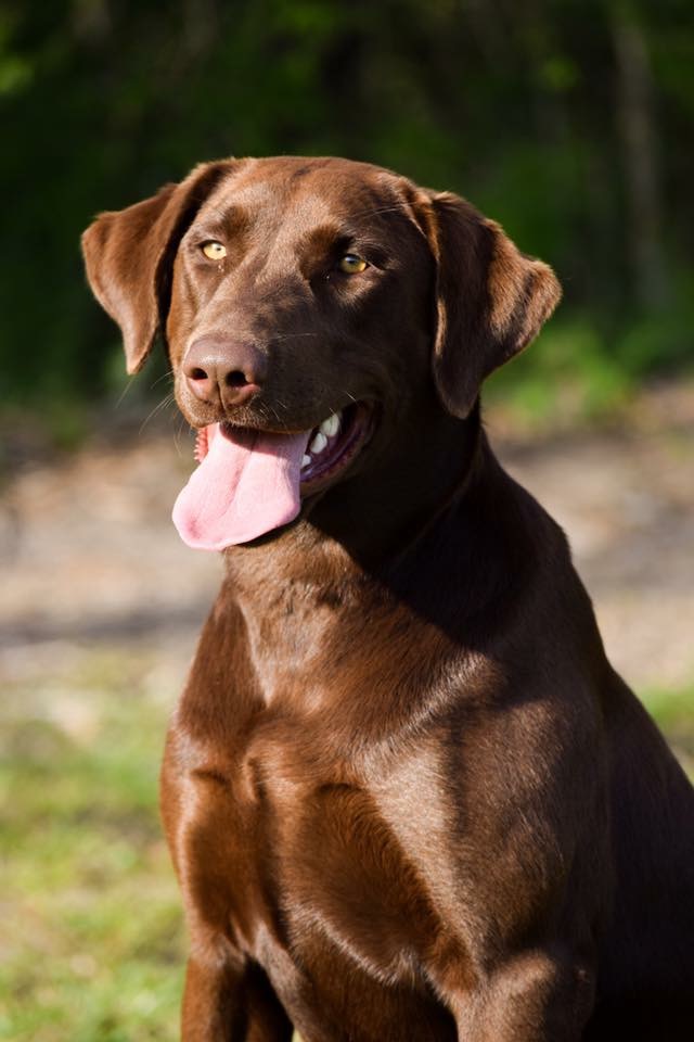 Roux Remi Diche Abshire | Chocolate Labrador Retriver