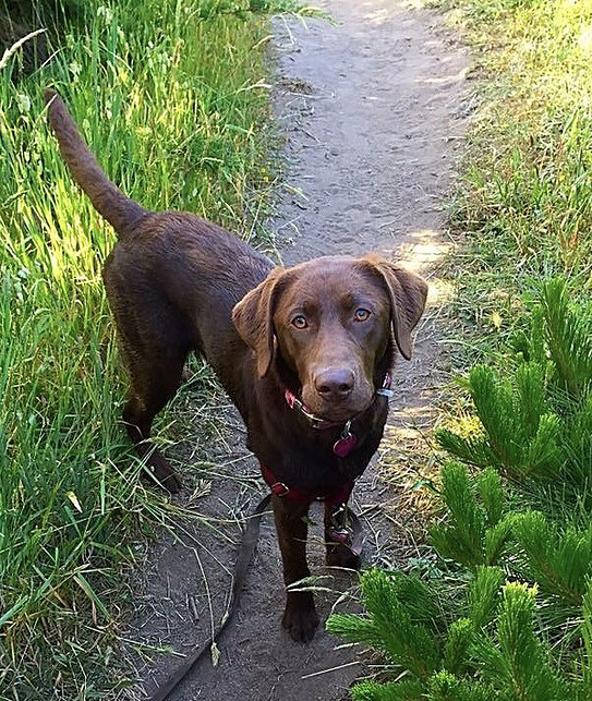 Curoso's Dixie | Chocolate Labrador Retriver