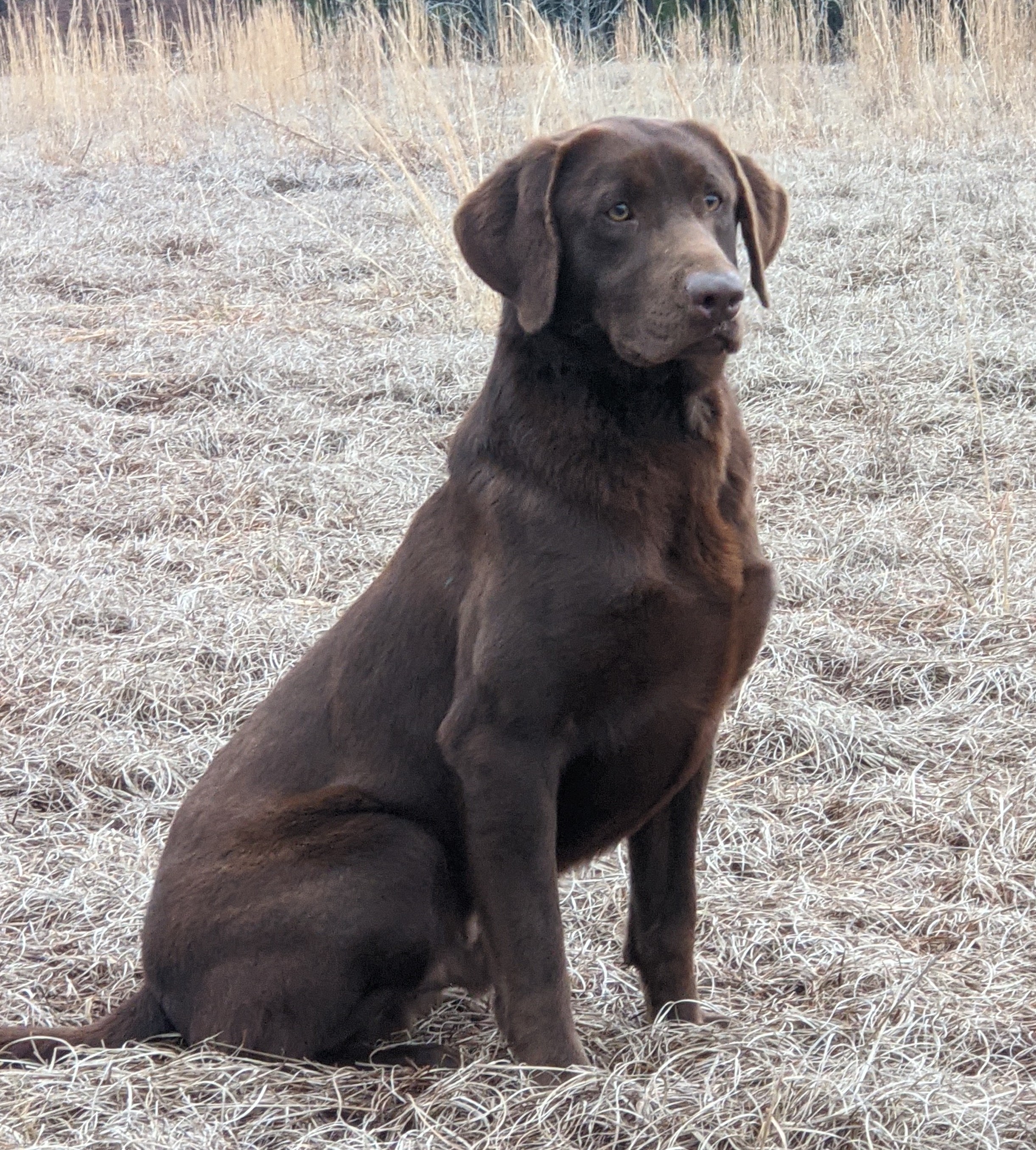 Riptide’s Replacement Player | Chocolate Labrador Retriver