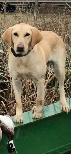 HRCH Peek's Queen of Dixie | Yellow Labrador Retriver