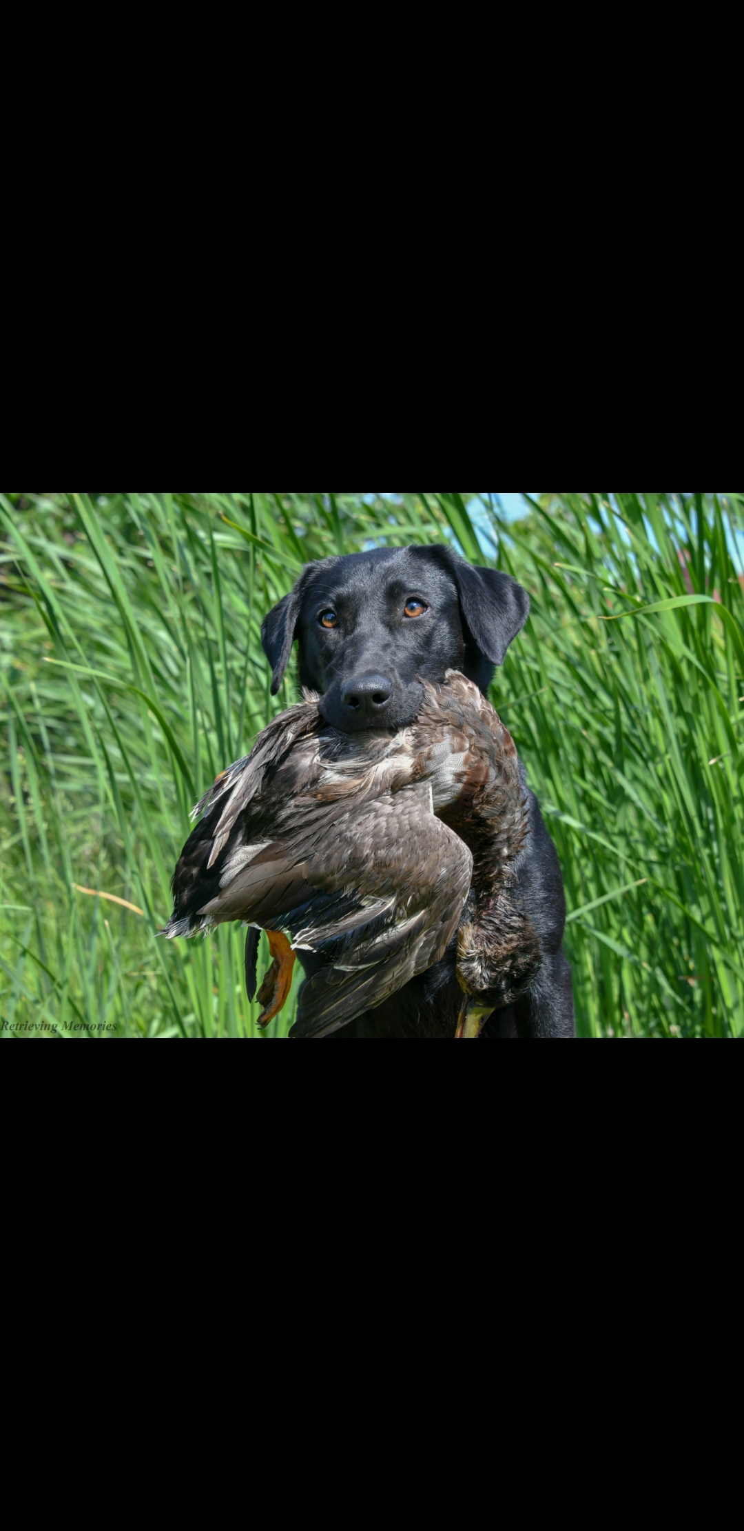 Hughes' Pistol Packing Black Magic Woman JH | Black Labrador Retriver