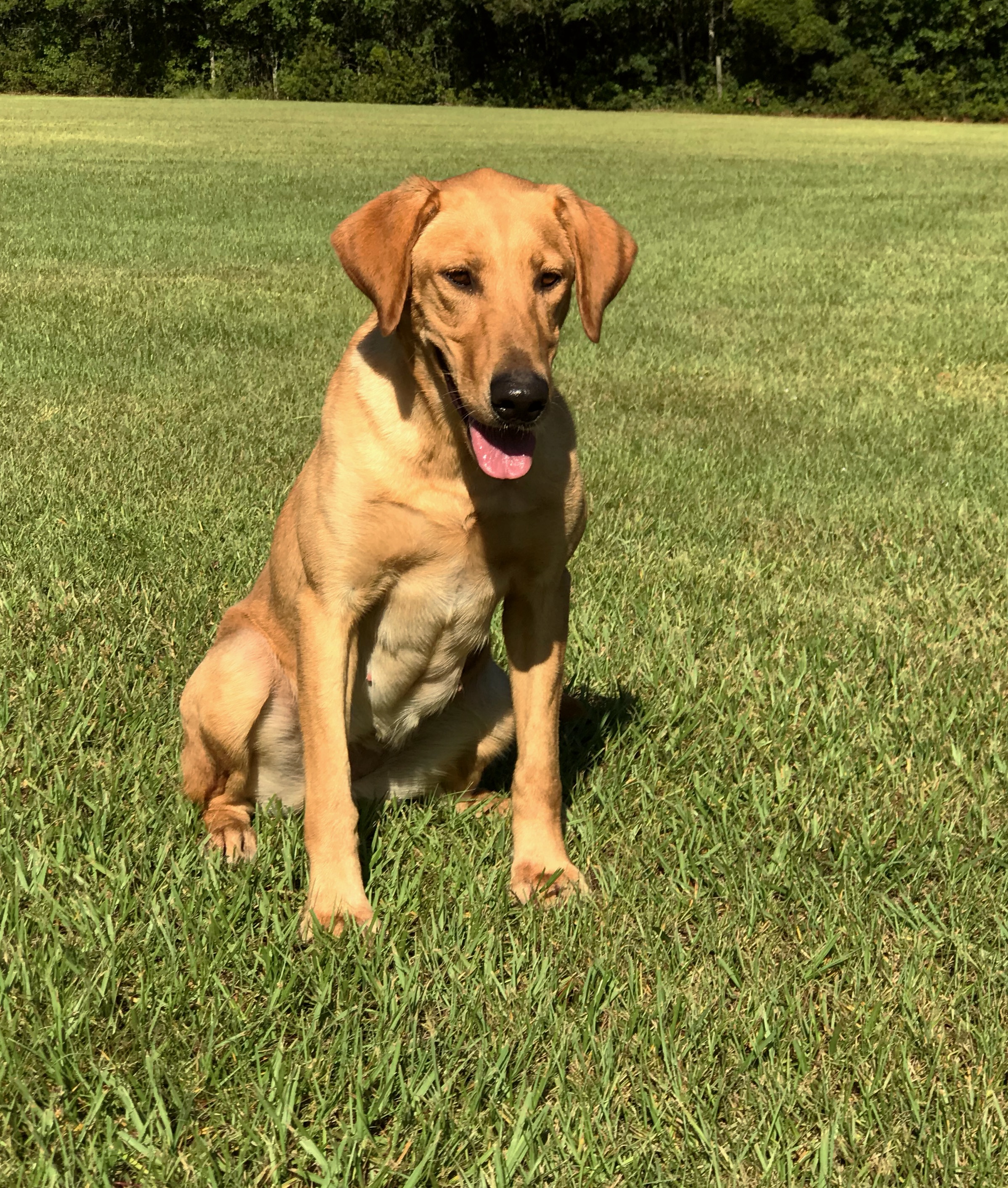 Tremblin Earth’s Pocket Change | Yellow Labrador Retriver