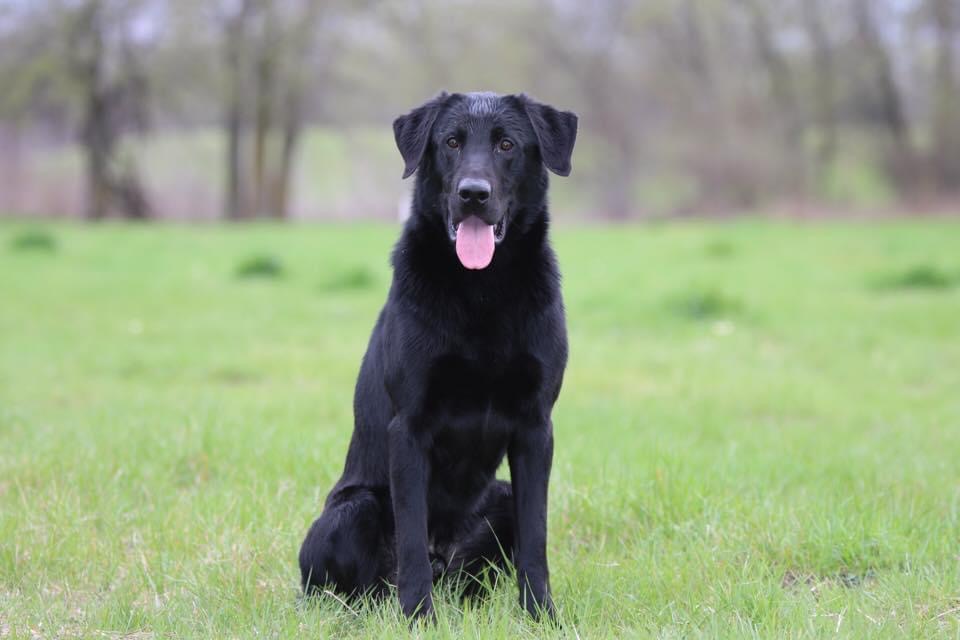 HRCH Doc Cures The Brazos Blues | Black Labrador Retriver