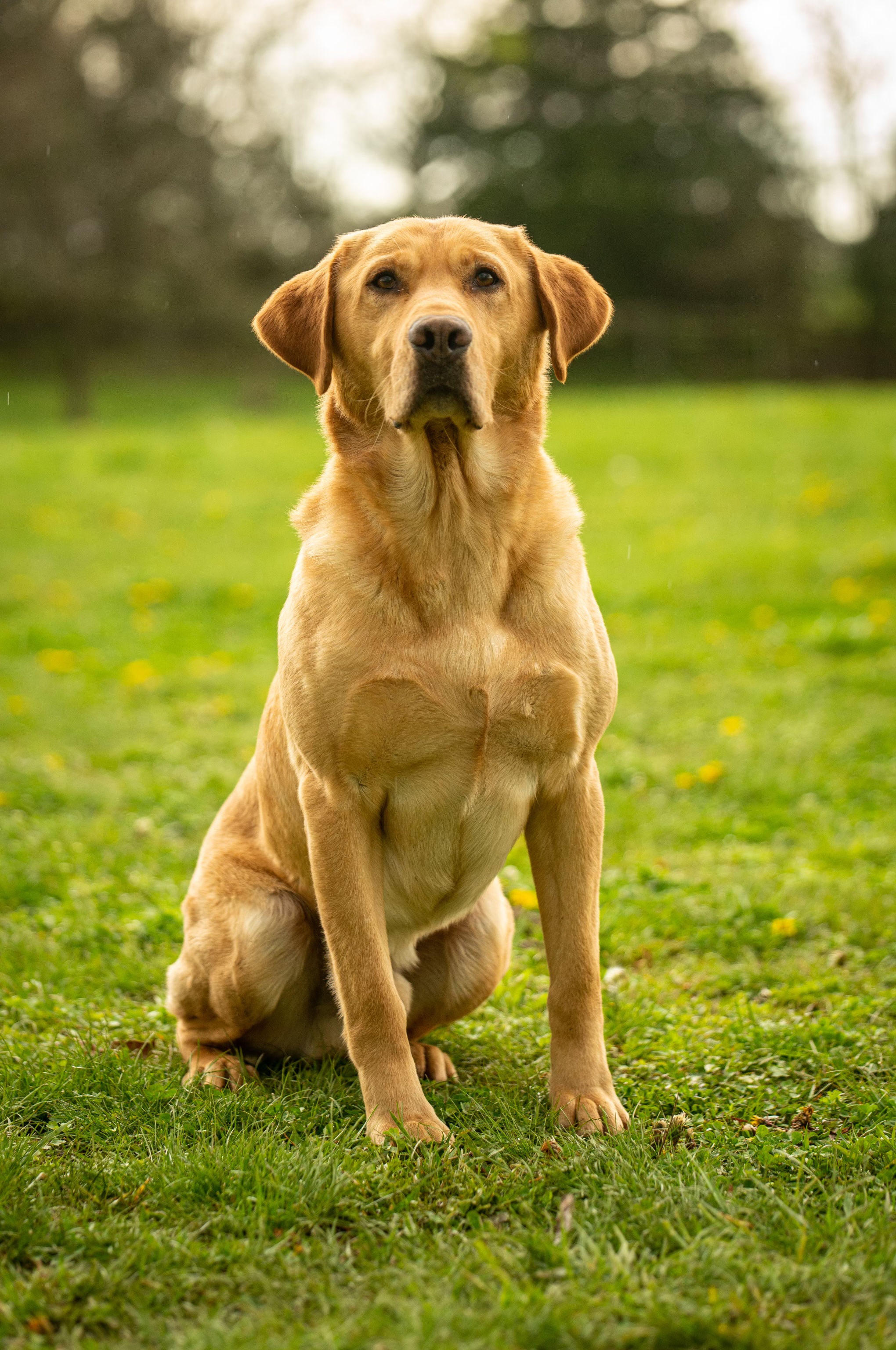 HRCH  PGD’s Dark Side | Yellow Labrador Retriver