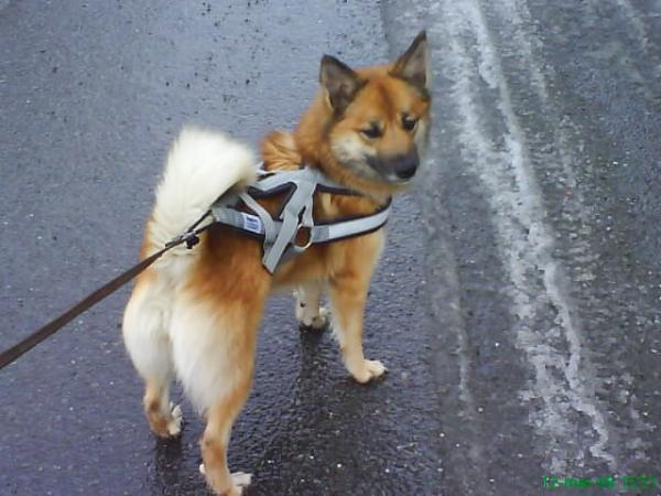 Tessa Ranja Datter | Icelandic Sheepdog 