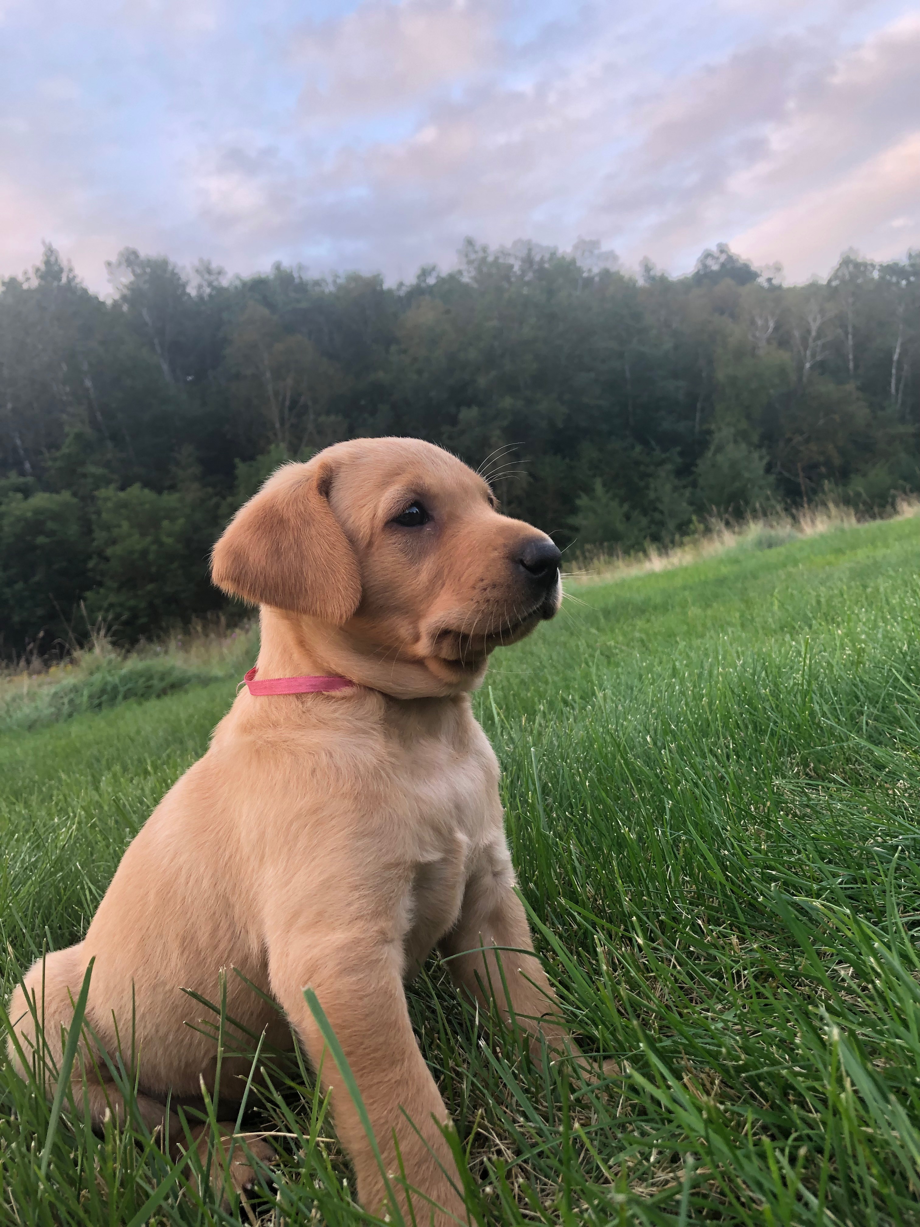 Rebel's Ruby Red Blast | Yellow Labrador Retriver