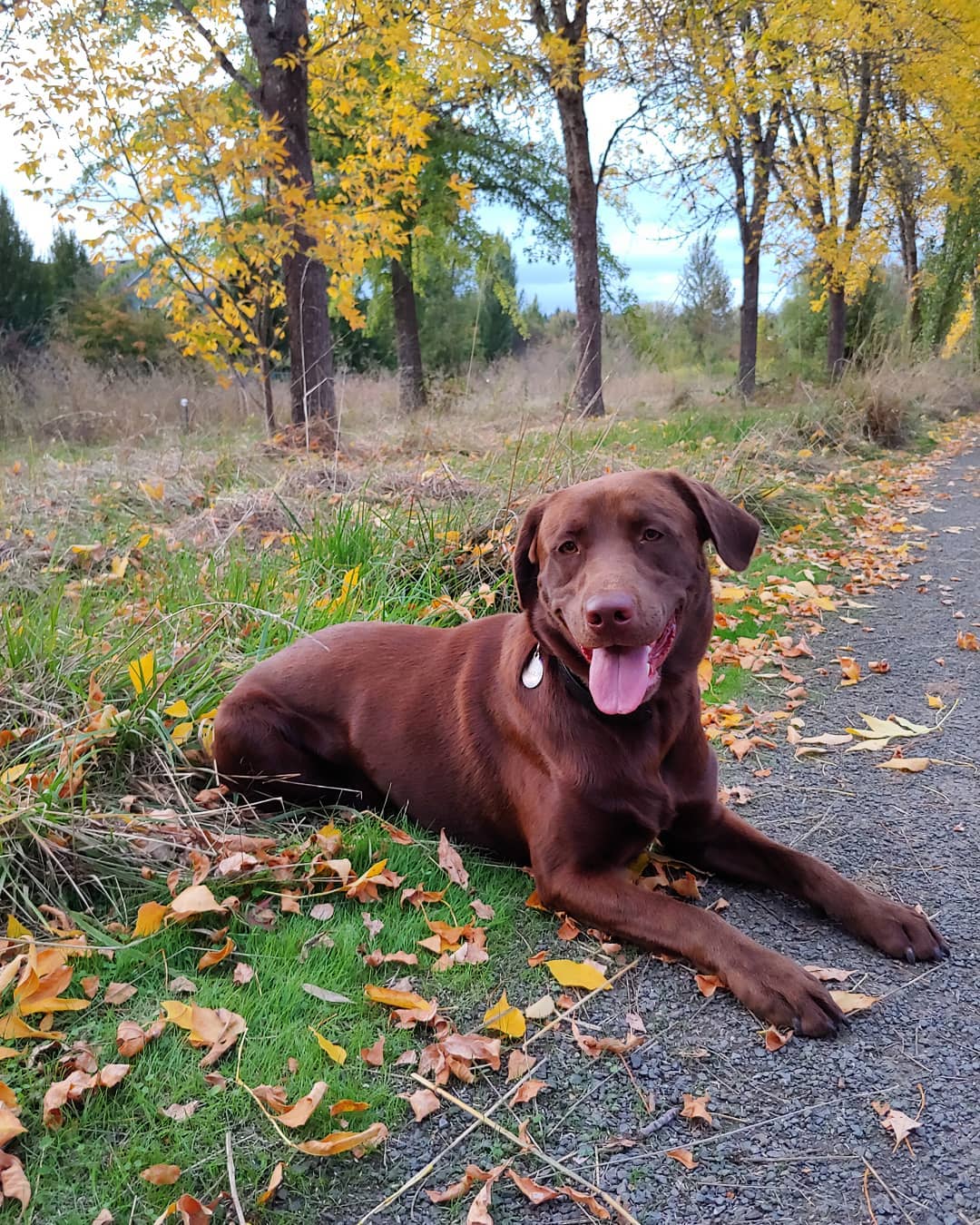 Charlie Humphrey Hanson | Chocolate Labrador Retriver