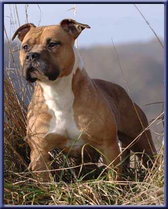 Venom red white | American Staffordshire Terrier 