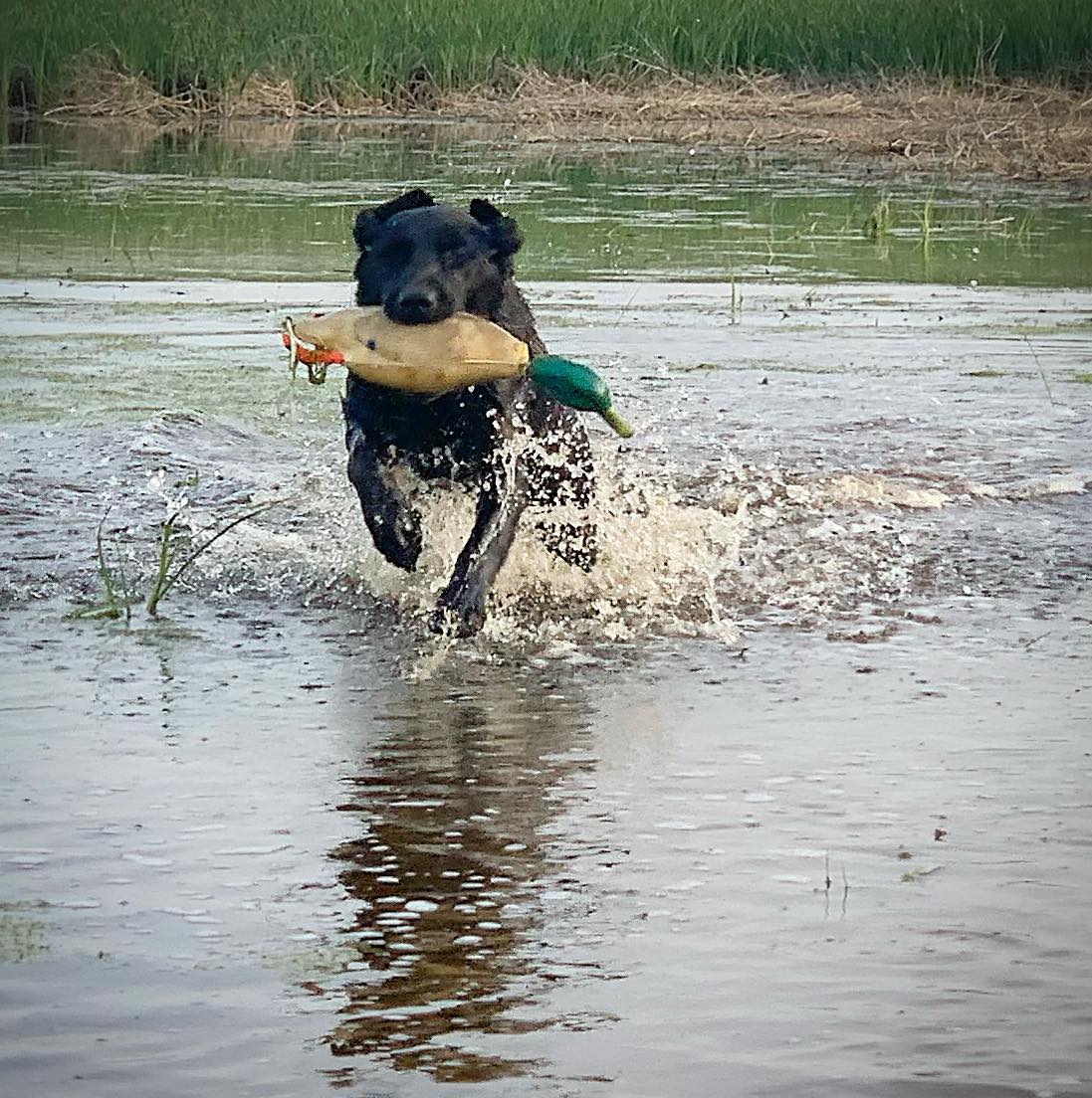 FSR Dakota’s What's In A Name VHMA CGC TKN | Black Labrador Retriver