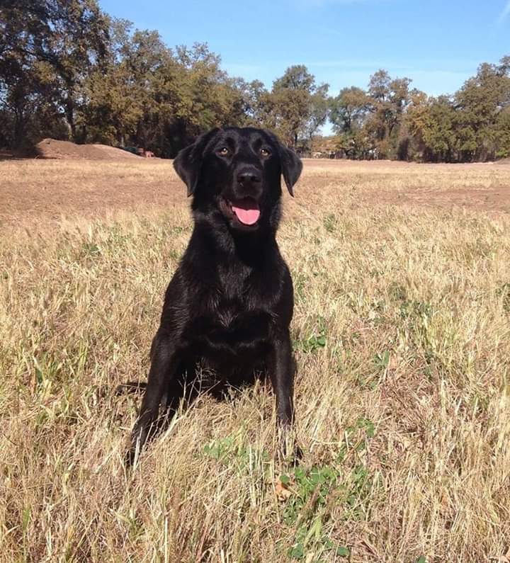 Ace Of Jade III | Black Labrador Retriver