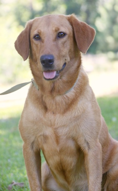 Crumpler's Devil's In The Details | Yellow Labrador Retriver