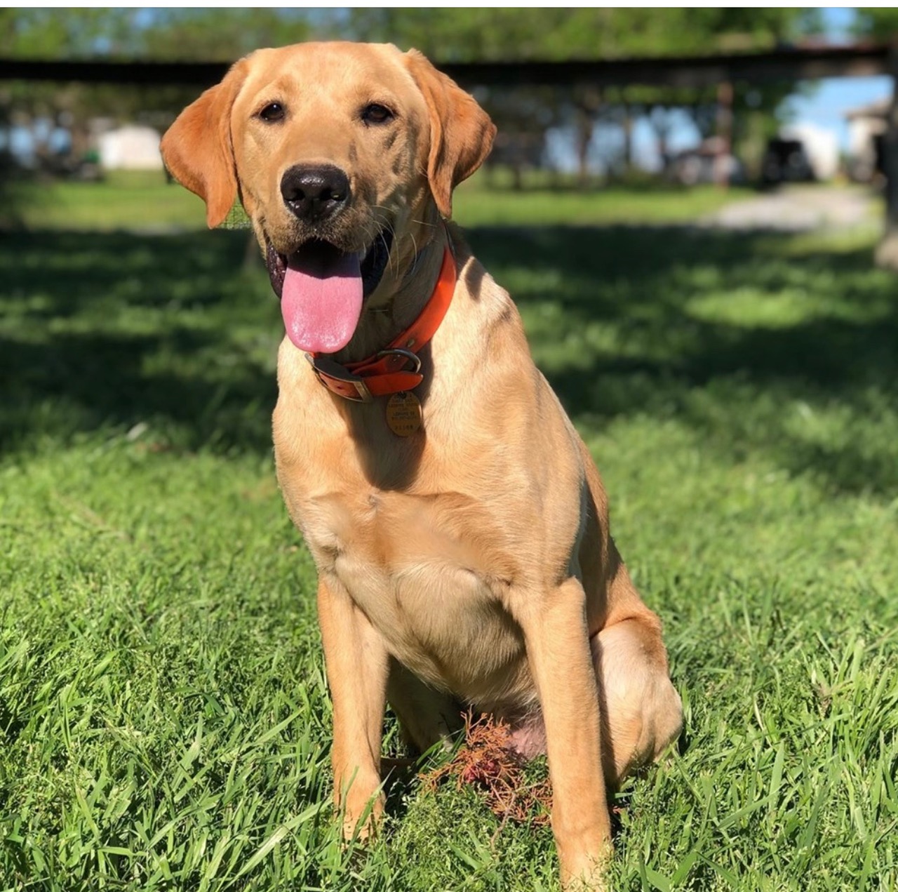 Crumpler's I'll Get Your Lonesome Dove MH | Yellow Labrador Retriver