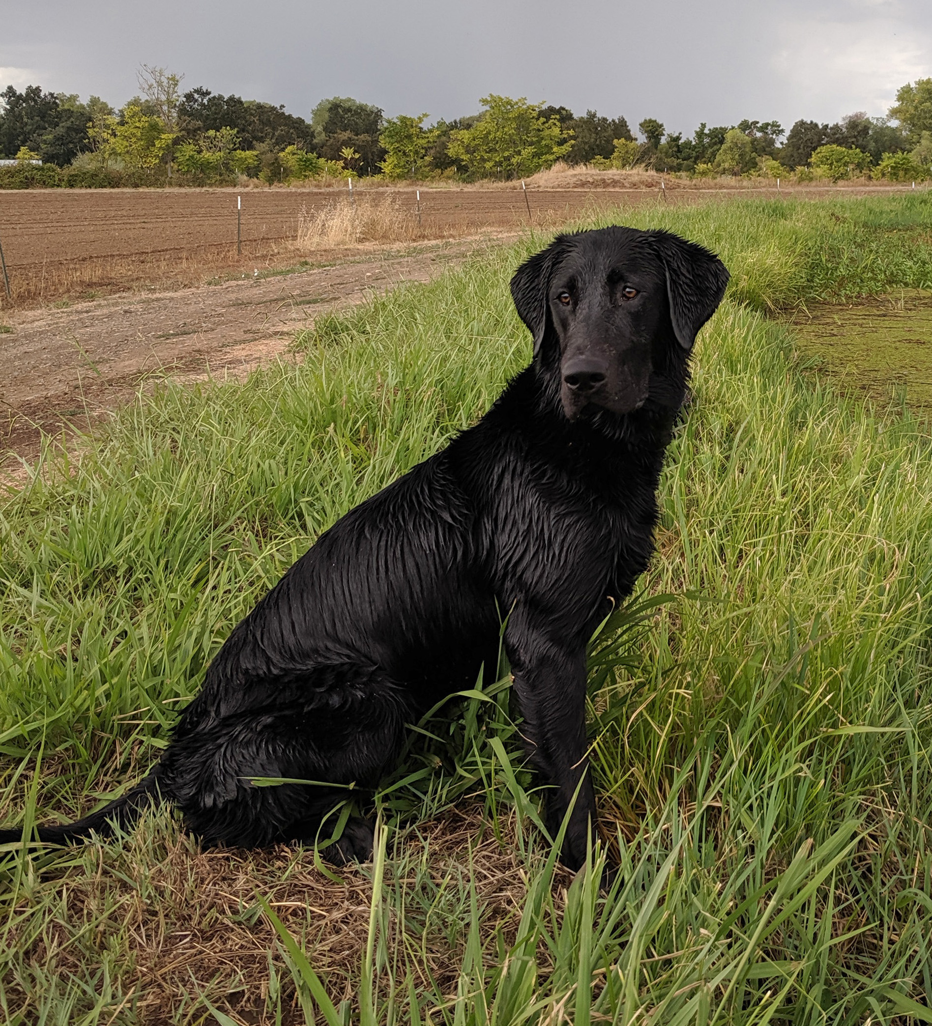 Bayside Labs Bachelorette | Black Labrador Retriver