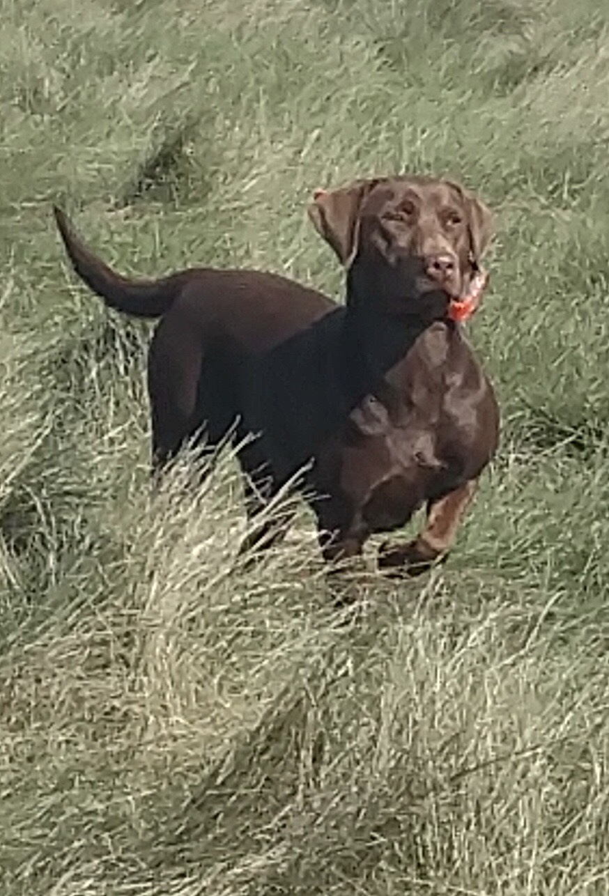 GMPR Dinger's Nala | Chocolate Labrador Retriver