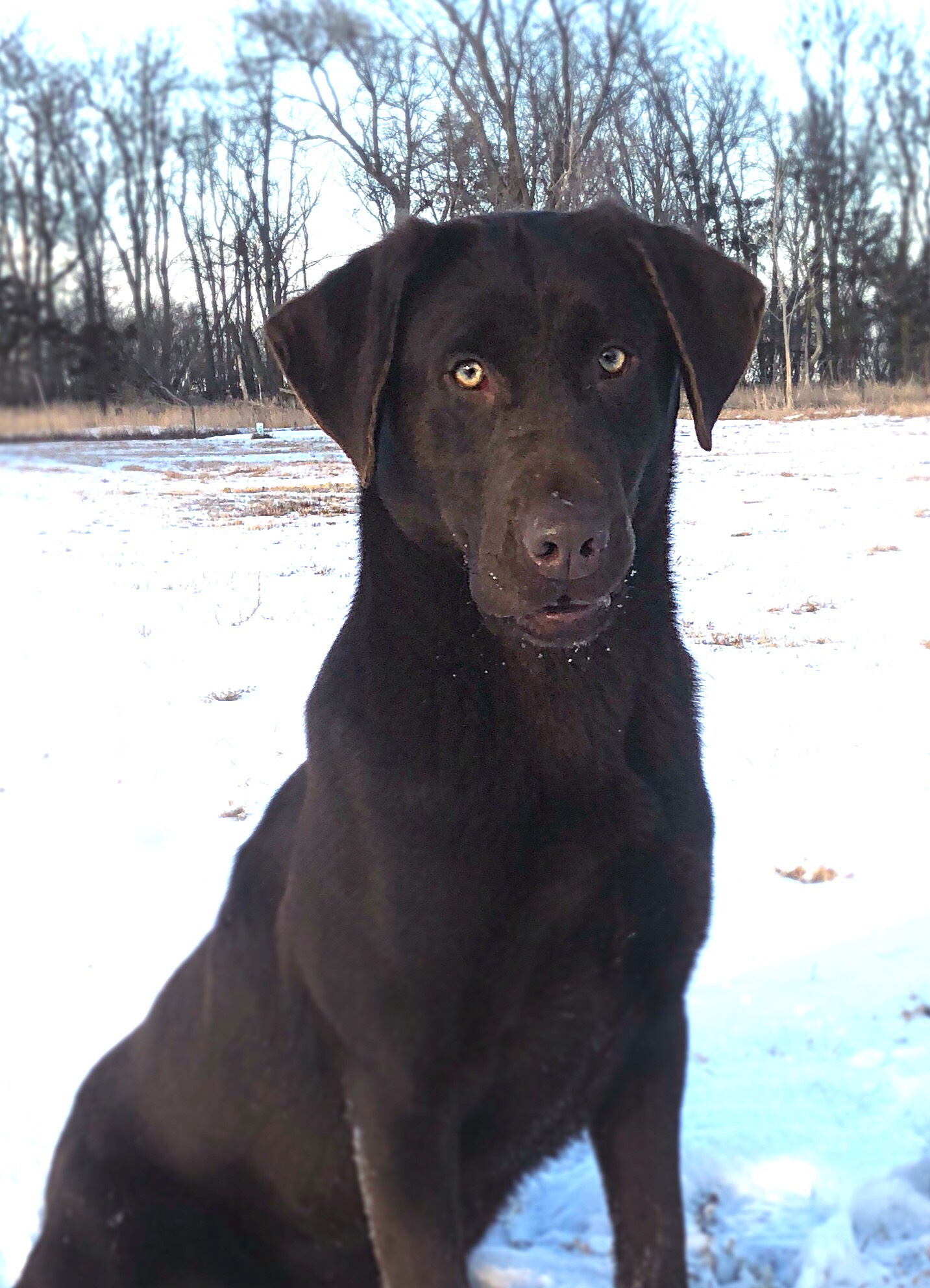 CPR Cvk The Cptn's Loaded 1911 | Chocolate Labrador Retriver