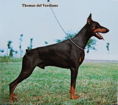 Thomas del Verdiano | Black Doberman Pinscher