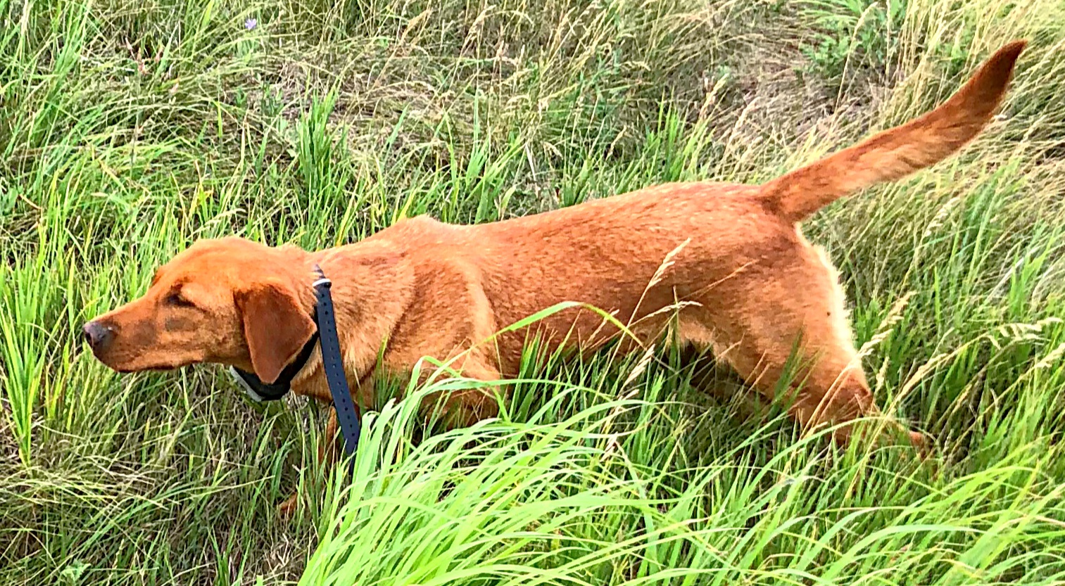 APR Cvk Storm's Buddy Missing In Action | Yellow Labrador Retriver