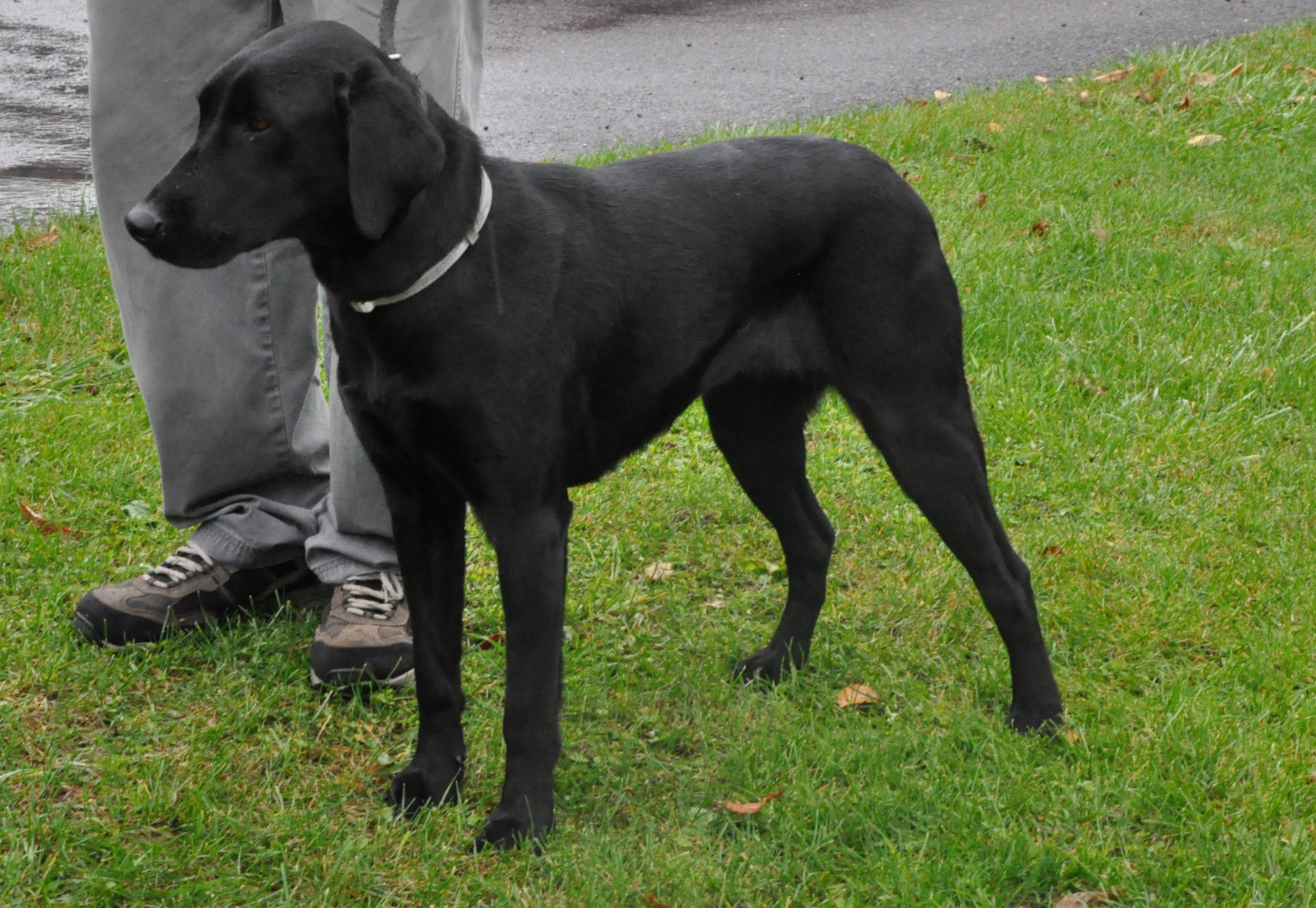 Ironweed Reflection Of A Jewel SH | Black Labrador Retriver