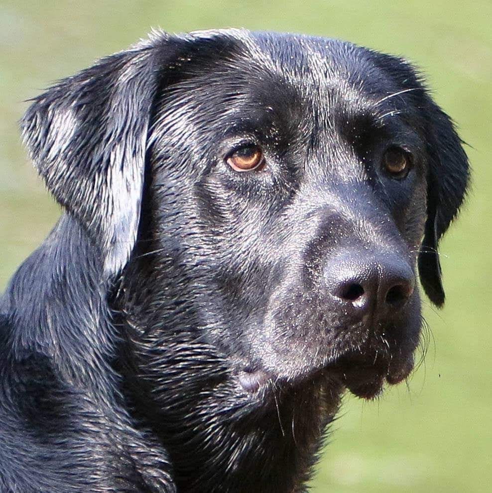 SHR Rushcreek’s One Moe Time | Black Labrador Retriver