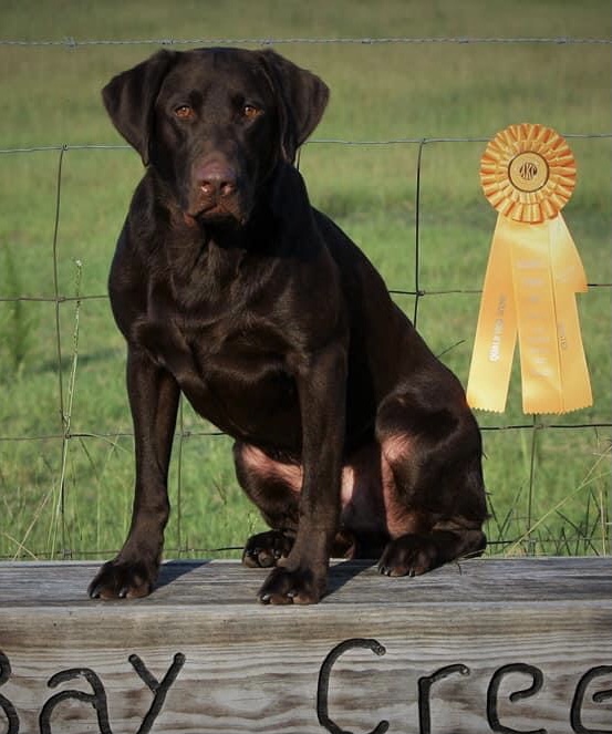 HRCH Crown Of Aces In Costa’s Shadow MH QAA NDL | Chocolate Labrador Retriver