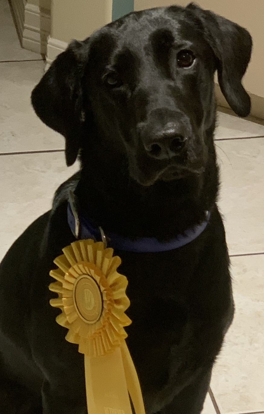 Running In The Shadows | Black Labrador Retriver