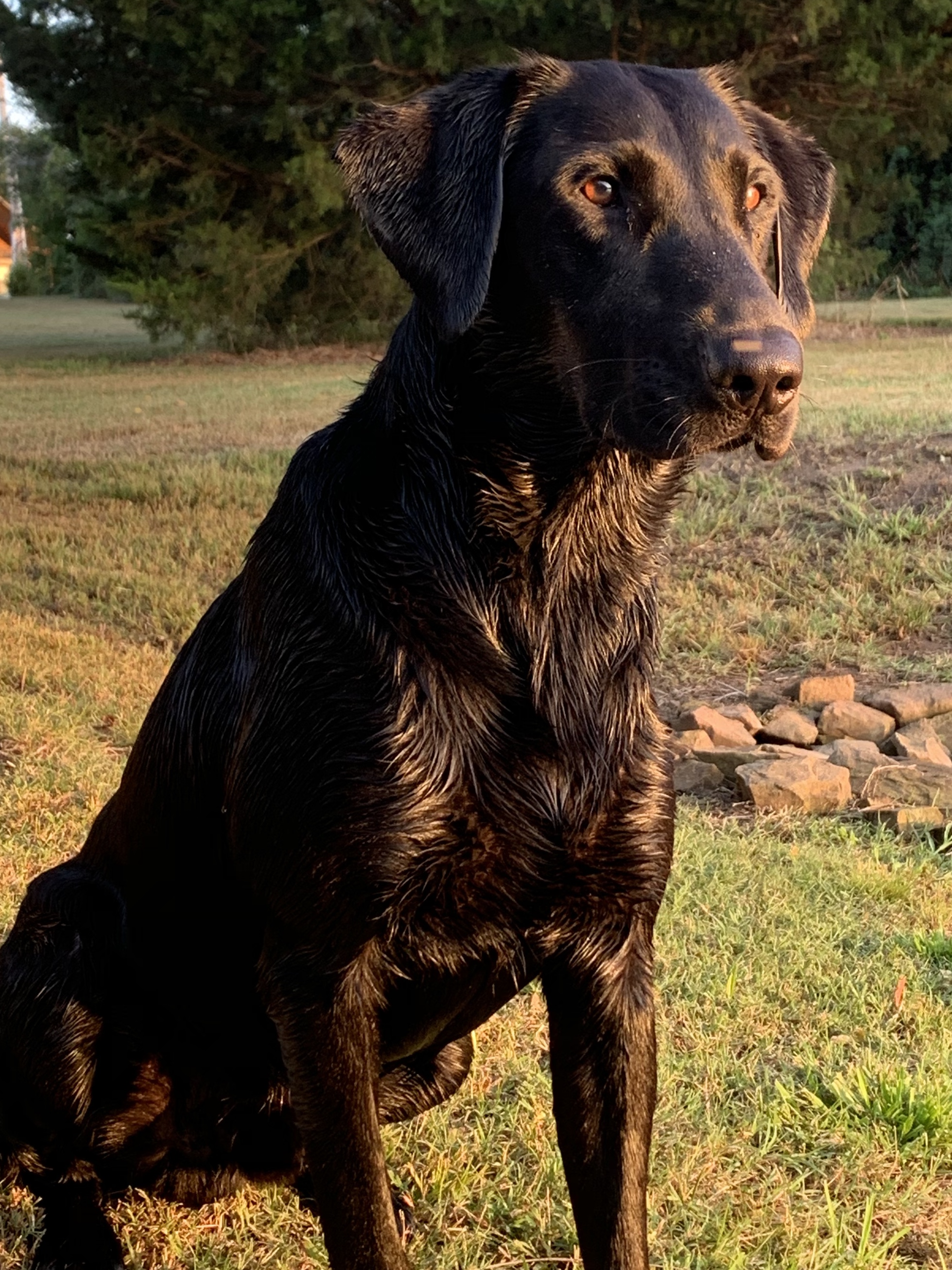 HR Sinkbeils Maxxed Out | Black Labrador Retriver