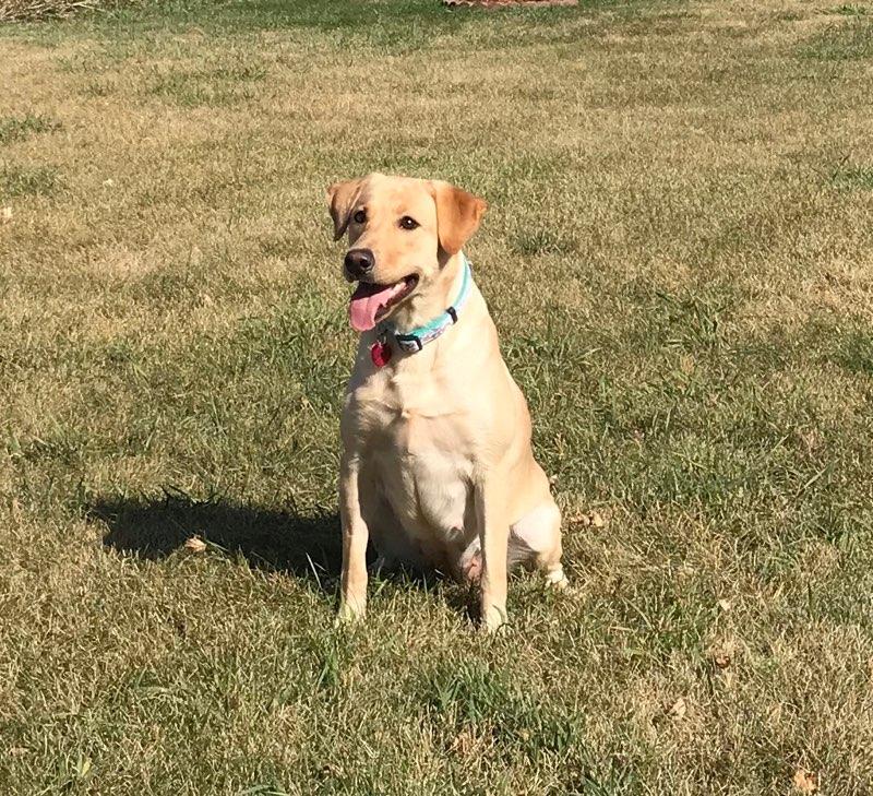 Johnson-hart Labs Best Kept Secret | Yellow Labrador Retriver