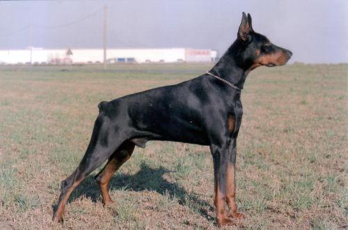 Norton del Verdiano | Black Doberman Pinscher