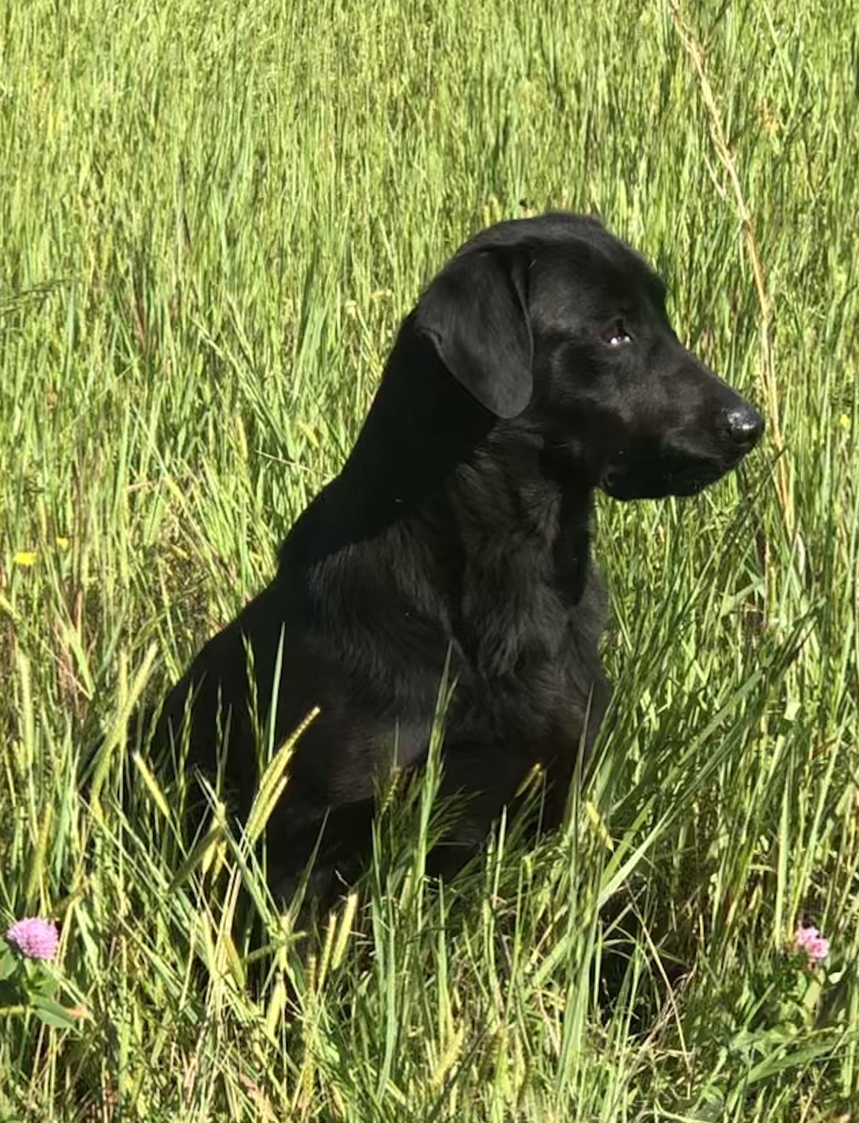 Tuscumbia River Taylormade Tp5 Black | Black Labrador Retriver