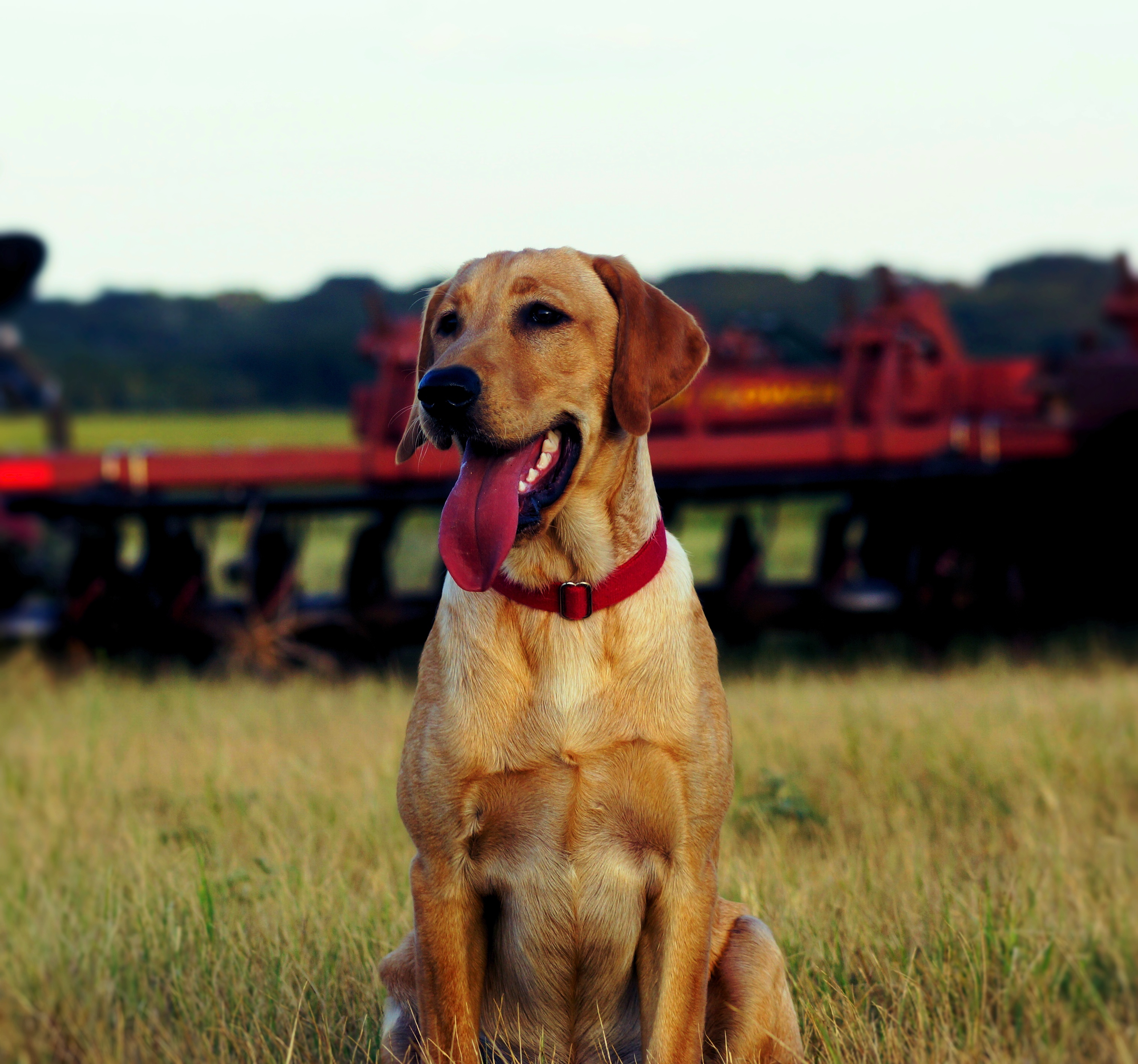 Dream High For Ripley | Yellow Labrador Retriver