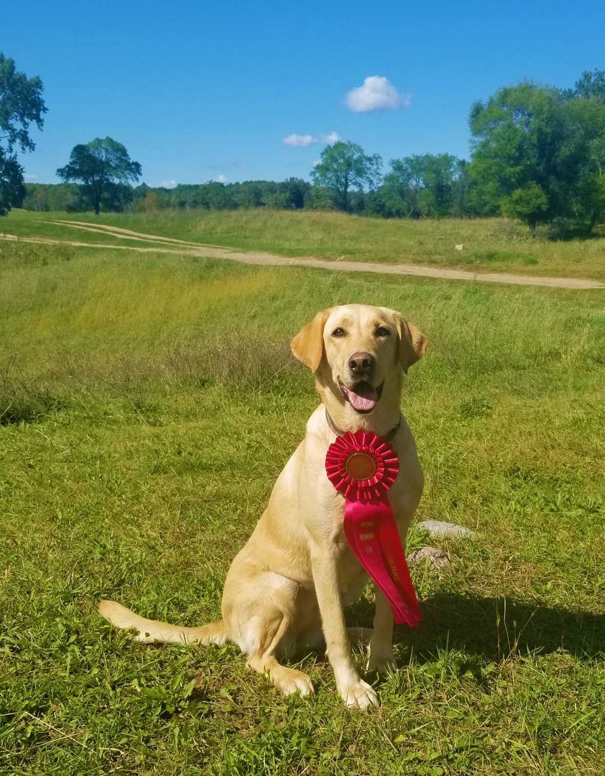 Sweet And Sassy Millie  MH QAA | Yellow Labrador Retriver