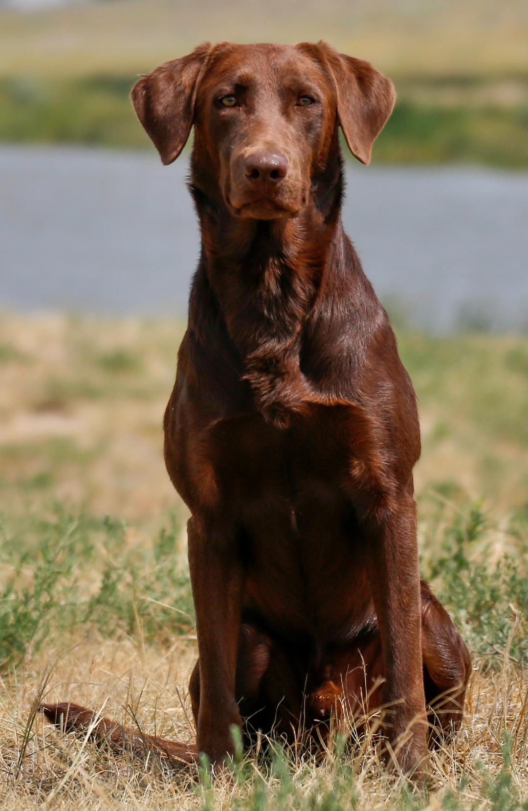 HRCH Lincoln Creek’s Here Comes The Boom | Chocolate Labrador Retriver