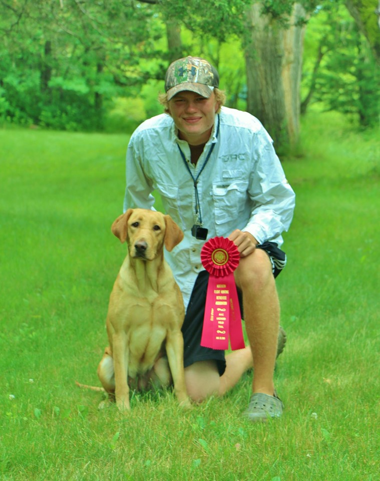 Romeos Dynamic Devils Nector QAA QA2 | Yellow Labrador Retriver