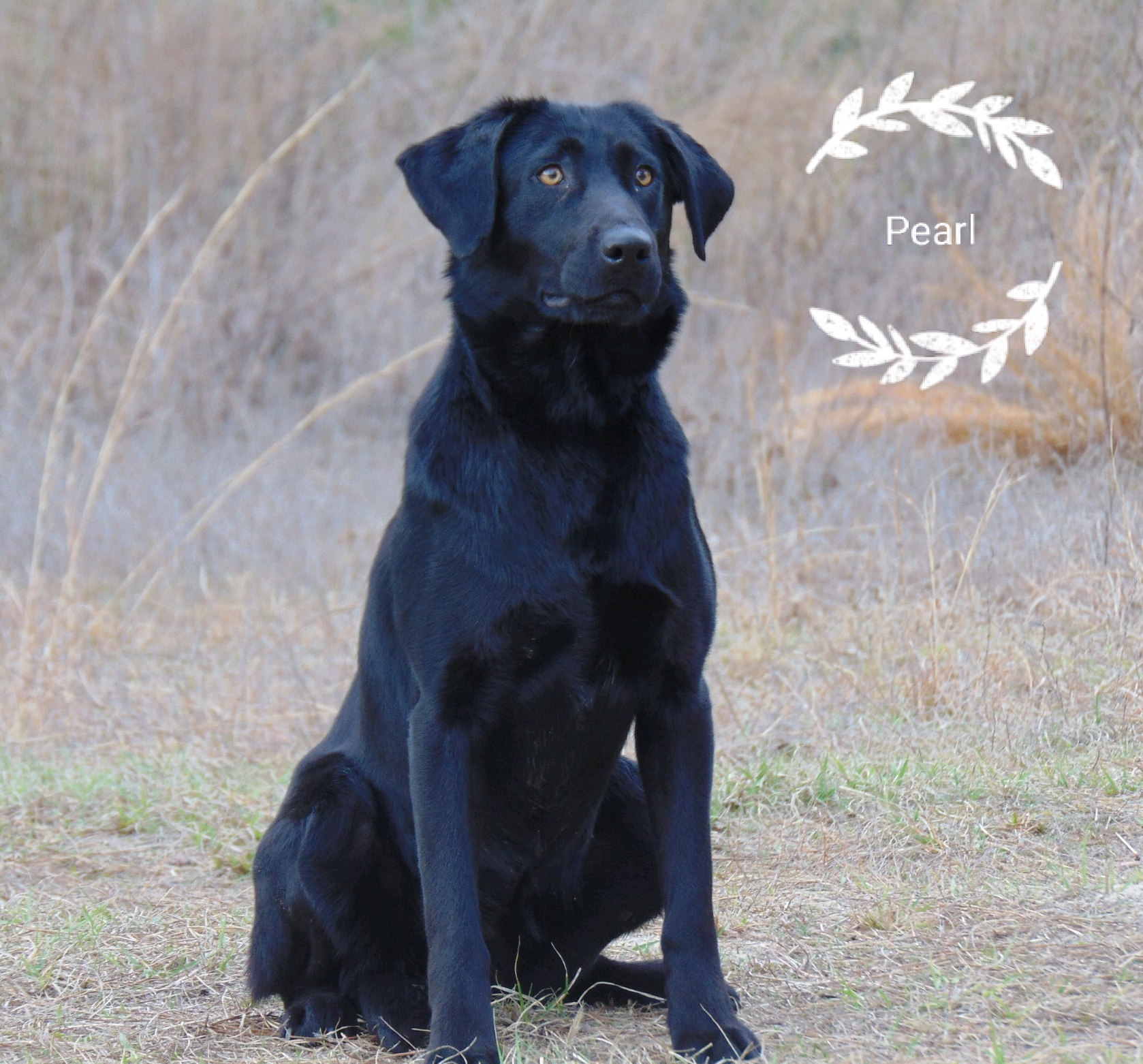 Riptide's Hidden Treasure MH | Black Labrador Retriver