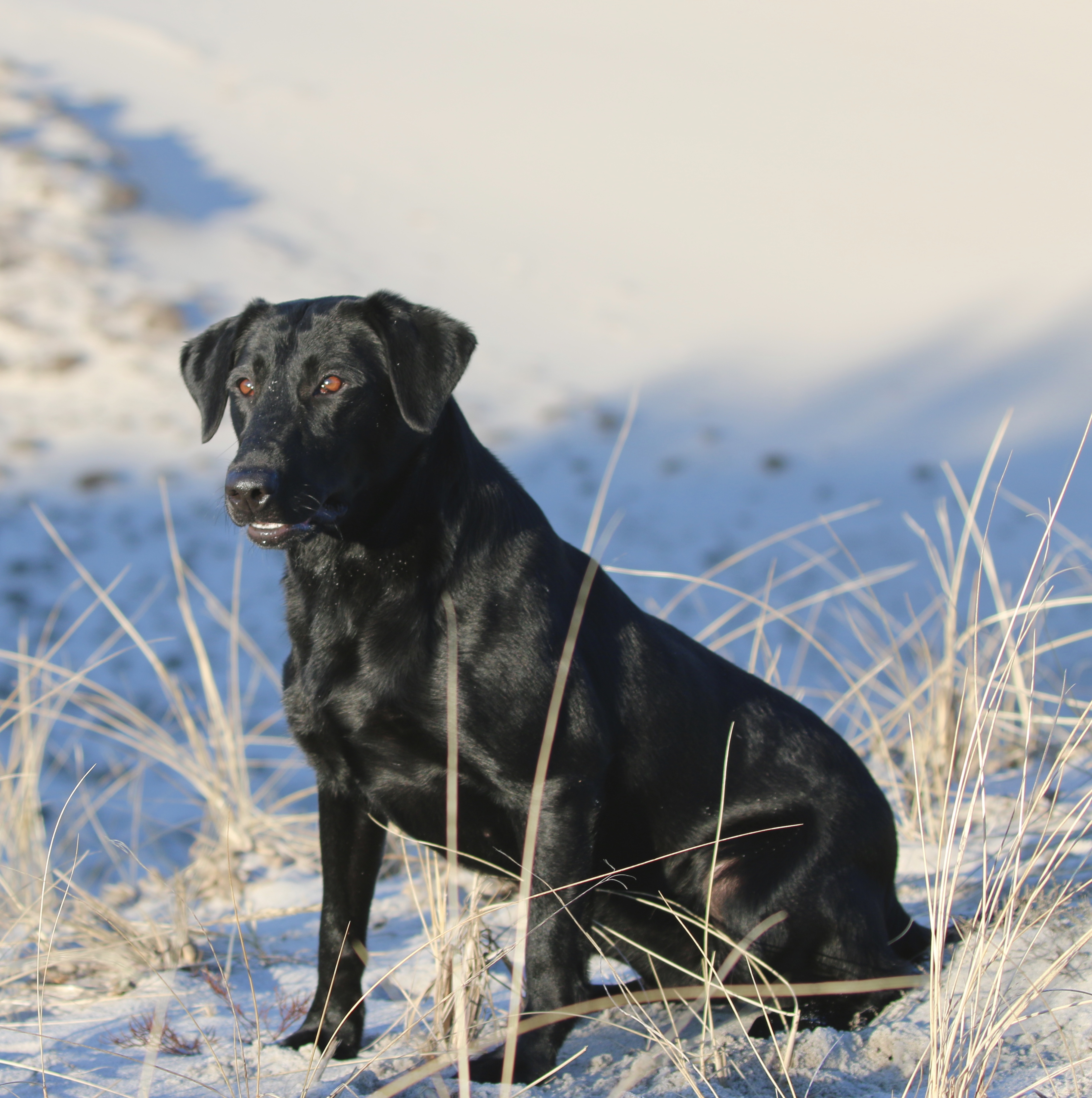 FTCH Baypoint's Init To Winit JFTR , QAA | Black Labrador Retriver