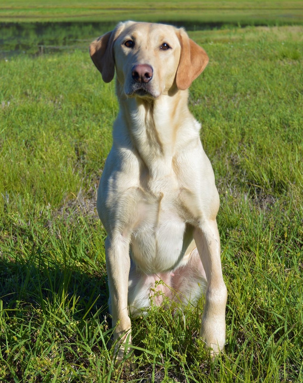 HRCH Stokely's Let Freedom Fly MH | Yellow Labrador Retriver